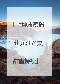 “种质密码”让元江芒果甜蜜持续