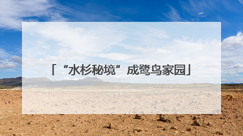 “水杉秘境”成鹭鸟家园