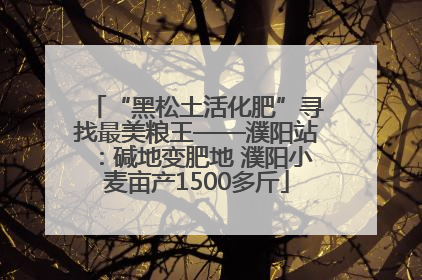 “黑松土活化肥”寻找最美粮王——濮阳站：碱地变肥地 濮阳小麦亩产1500多斤