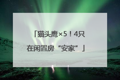猫头鹰×5！4只在闲置房“安家”