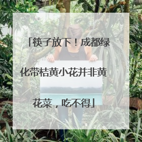 筷子放下！成都绿化带桔黄小花并非黄花菜，吃不得