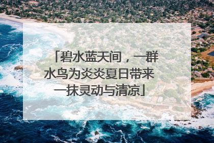 碧水蓝天间，一群水鸟为炎炎夏日带来一抹灵动与清凉