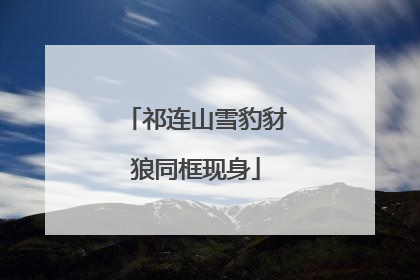 祁连山雪豹豺狼同框现身