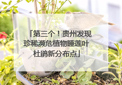 第三个！贵州发现珍稀濒危植物睡莲叶杜鹃新分布点