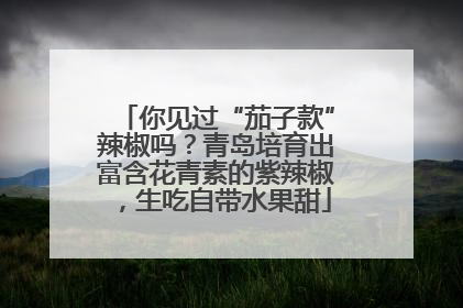 你见过“茄子款”辣椒吗？青岛培育出富含花青素的紫辣椒，生吃自带水果甜