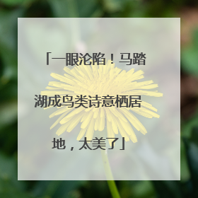 一眼沦陷！马踏湖成鸟类诗意栖居地，太美了