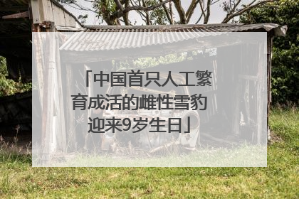 中国首只人工繁育成活的雌性雪豹迎来9岁生日
