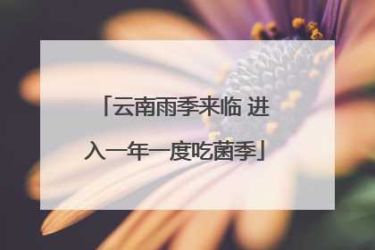 云南雨季来临 进入一年一度吃菌季