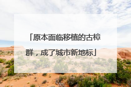 原本面临移植的古樟群，成了城市新地标