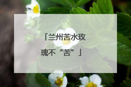兰州苦水玫瑰不“苦”
