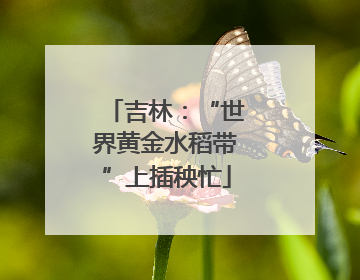 吉林：“世界黄金水稻带”上插秧忙