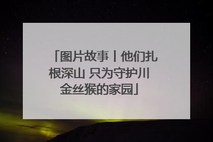 图片故事丨他们扎根深山 只为守护川金丝猴的家园