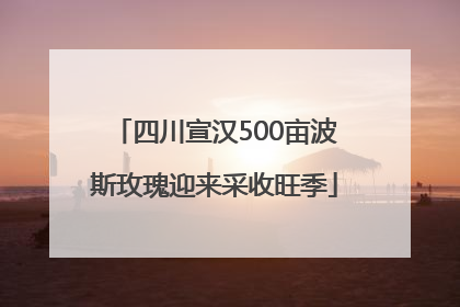 四川宣汉500亩波斯玫瑰迎来采收旺季