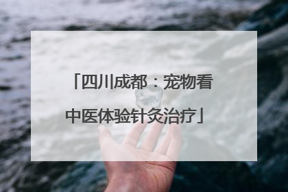 四川成都：宠物看中医体验针灸治疗