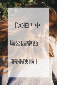 实拍！中坞公园京西稻插秧啦