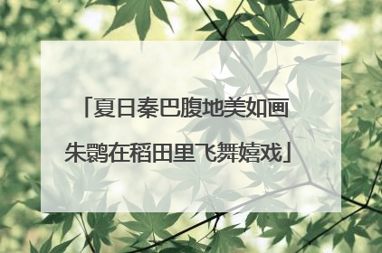 夏日秦巴腹地美如画 朱鹮在稻田里飞舞嬉戏