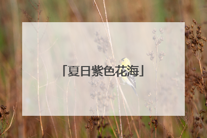 夏日紫色花海