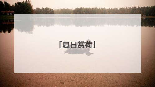 夏日赏荷