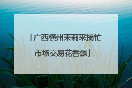 广西横州茉莉采摘忙 市场交易花香飘