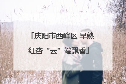 庆阳市西峰区 早熟红杏“云”端飘香