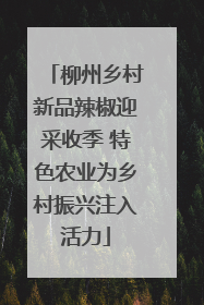 柳州乡村新品辣椒迎采收季 特色农业为乡村振兴注入活力