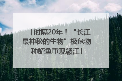 时隔20年！“长江最神秘的生物”极危物种鳤鱼重现赣江