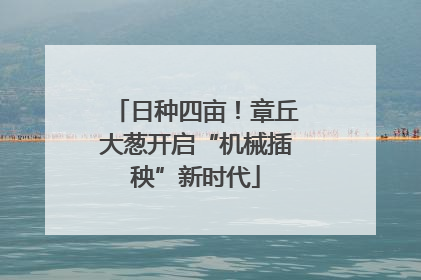 日种四亩！章丘大葱开启“机械插秧”新时代