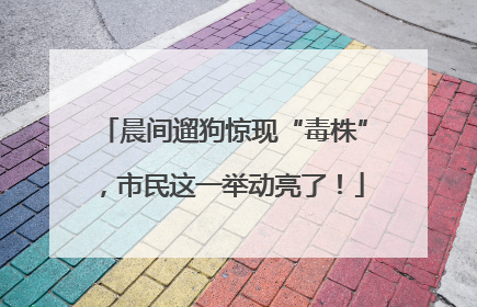 晨间遛狗惊现“毒株”，市民这一举动亮了！