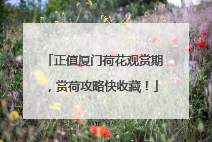 正值厦门荷花观赏期，赏荷攻略快收藏！