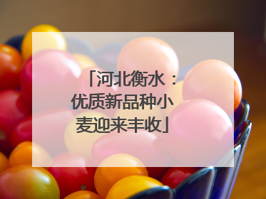 河北衡水：优质新品种小麦迎来丰收