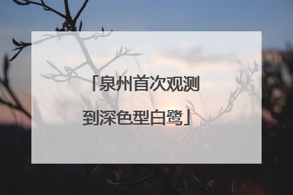 泉州首次观测到深色型白鹭