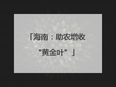 海南：助农增收 “黄金叶”