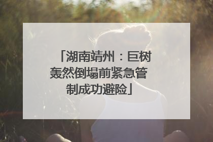 湖南靖州：巨树轰然倒塌前紧急管制成功避险