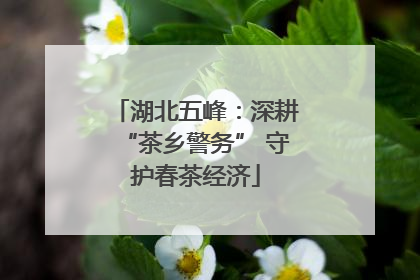 湖北五峰：深耕“茶乡警务” 守护春茶经济