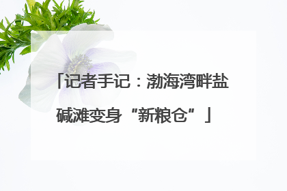记者手记：渤海湾畔盐碱滩变身“新粮仓”