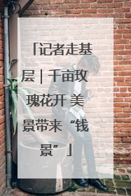 记者走基层｜千亩玫瑰花开 美景带来“钱景”