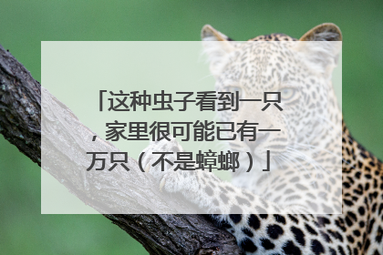 这种虫子看到一只，家里很可能已有一万只（不是蟑螂）