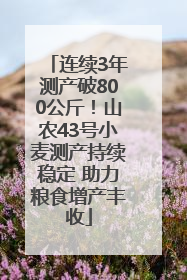连续3年测产破800公斤！山农43号小麦测产持续稳定 助力粮食增产丰收