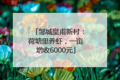 邹城皇甫新村：荷塘里养虾，一亩增收6000元