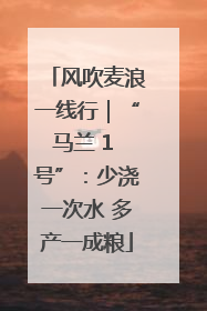 风吹麦浪一线行｜“马兰 1 号”：少浇一次水 多产一成粮