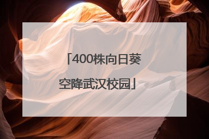 400株向日葵空降武汉校园